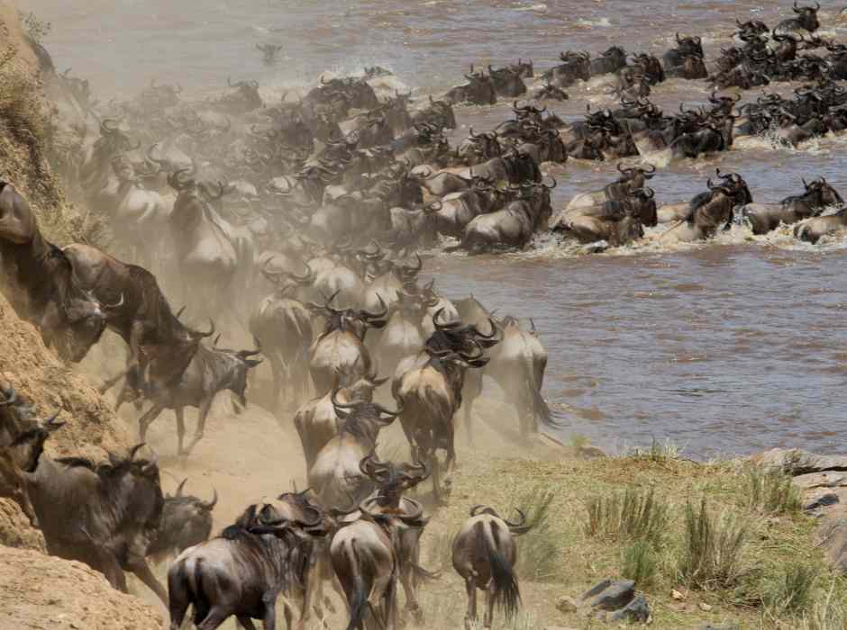 Follow the Great Migration: Luxury Tanzania Safar Experience the Wonder of Nature with Luxury Tanzania