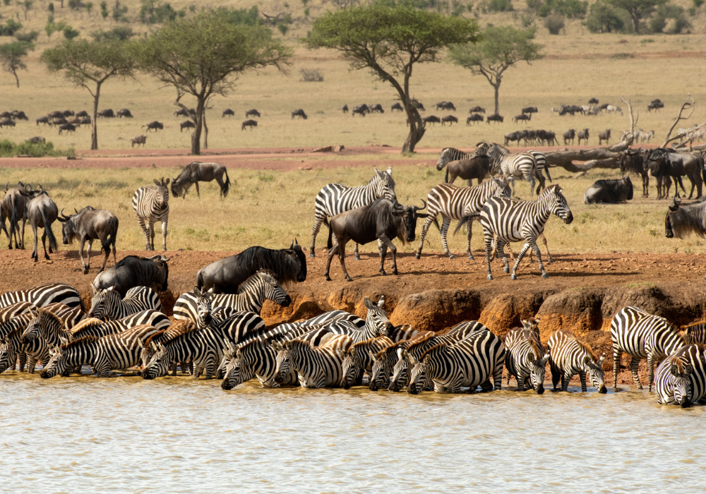 Animal Migration