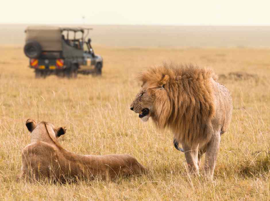 Luxury Safari in South Africa Luxury South Africa Safari