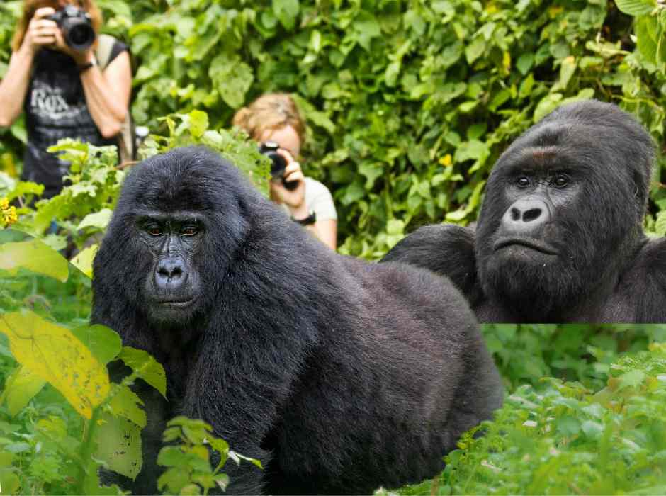 Encounter the Giants: Gorilla Trekking in Rwanda