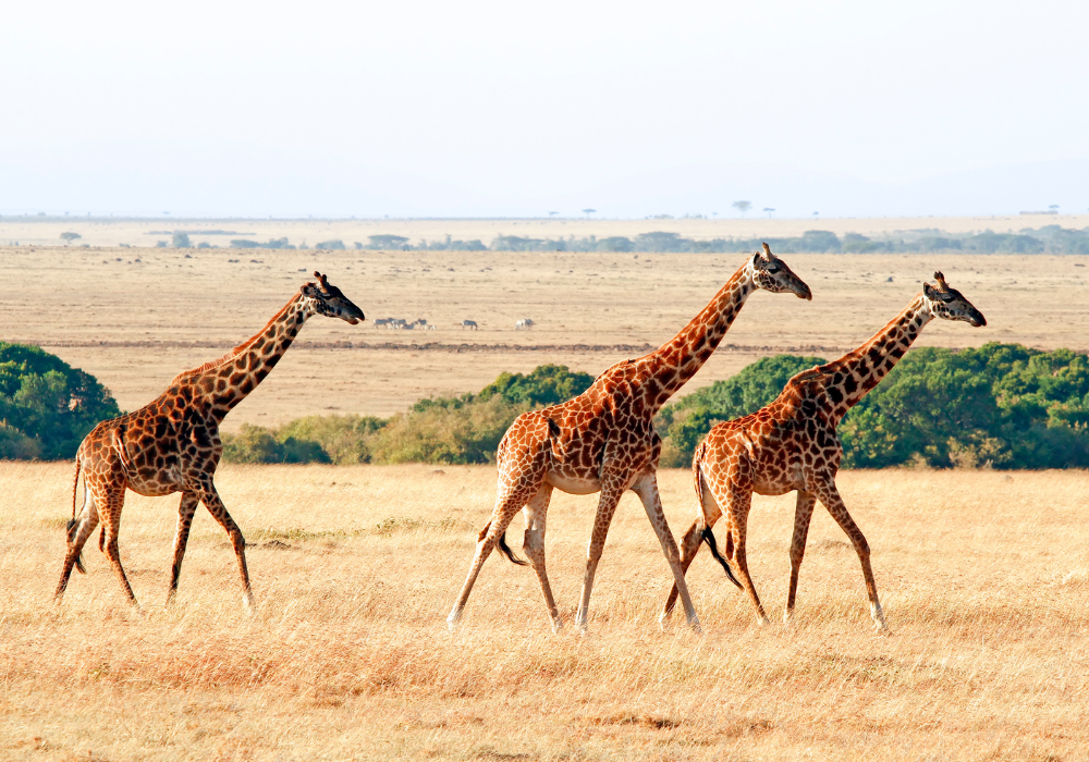 Africa Top's Highlight